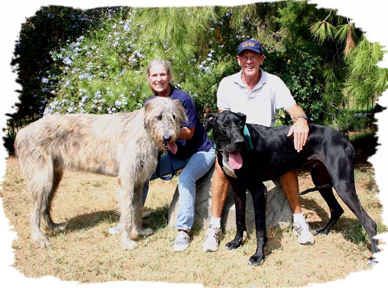 Irish Wolfhound And Great Dane Mix